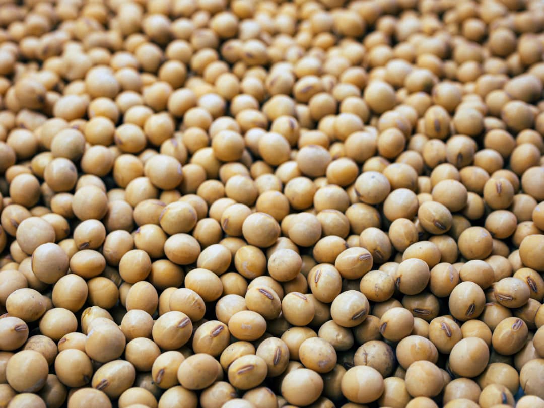 Soya Bean Sourcing